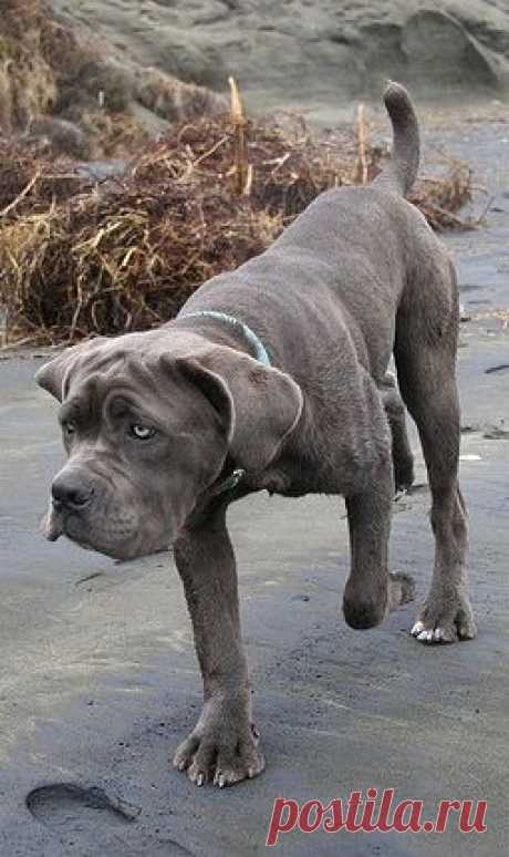 Five Best Family Guard Dog Breeds