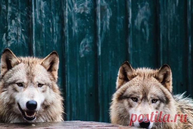 Заповедник с дружелюбными волками: посетители могут пообщаться с дикими животными