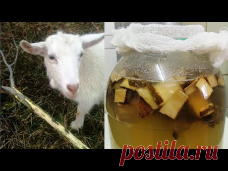 Афродизиаки. Осиновый 🍺 квас. Не пить одиноким 👨‍✈️ мужчинам! (aspen kvass).