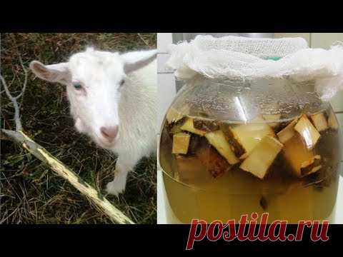 Афродизиаки. Осиновый 🍺 квас. Не пить одиноким 👨‍✈️ мужчинам! (aspen kvass).