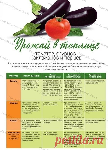 ОГОРОД

Овощи в теплице