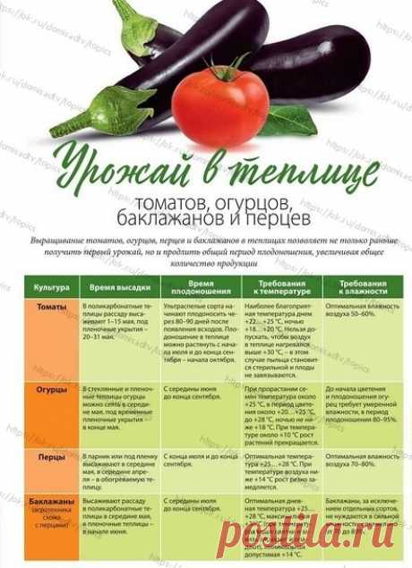 ОГОРОД

Овощи в теплице