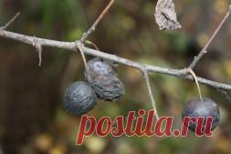 Пересадка кустарников и деревьев - Садоводка