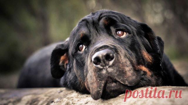 Ротвейлер (36 фото)