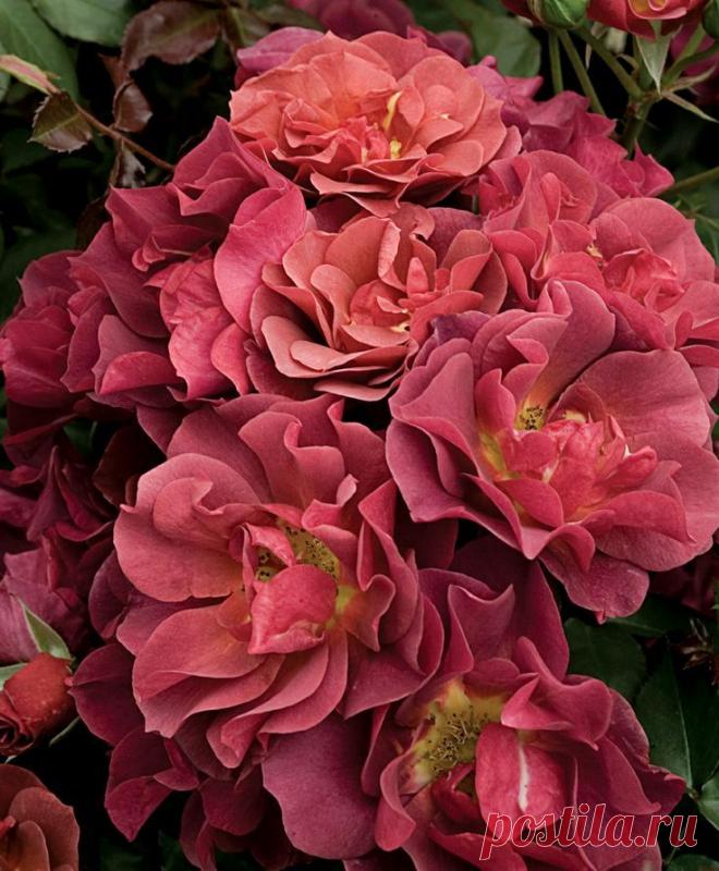 Найдено на сайте davidaustinroses.com.