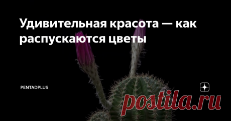 Удивительная красота — как распускаются цветы