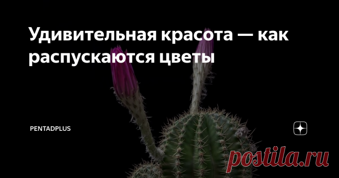 Удивительная красота — как распускаются цветы