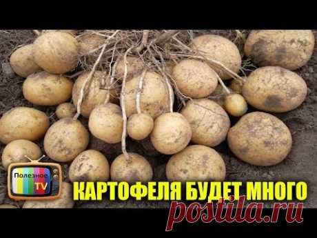 ТОЛЬКО ПРИ ТАКОЙ ПОСАДКЕ КАРТОФЕЛЯ БУДЕТ В 10 РАЗ БОЛЬШЕ! СУПЕР СПОСОБ