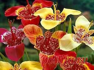 Тигридия, происхождение и уход | Цветы и травы