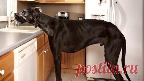 Дог (31 фото)