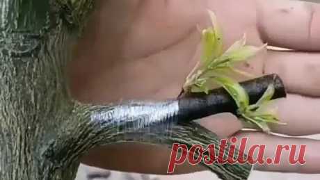 sad_dacha_20200423_135353_0.mp4