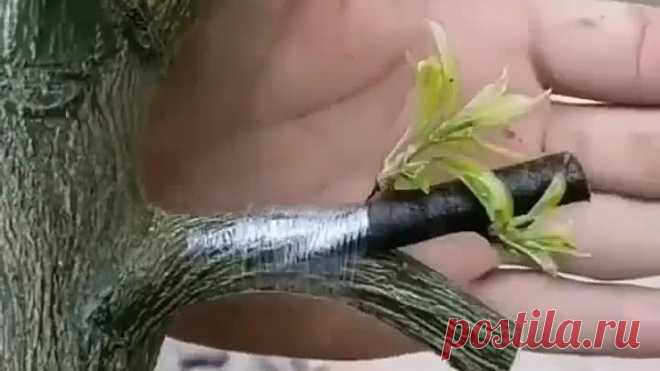 sad_dacha_20200423_135353_0.mp4