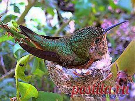 Яйца, которые несет колибри, размером с драже Тик - Так , а все гнездо этой крохи можно уместить в скорлупу грецкого ореха.представляете на сколько мала эта пташка?!