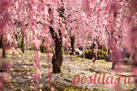 Цветение сакуры в Японии: весна идет, весне дорогу | Фотография | Фотография