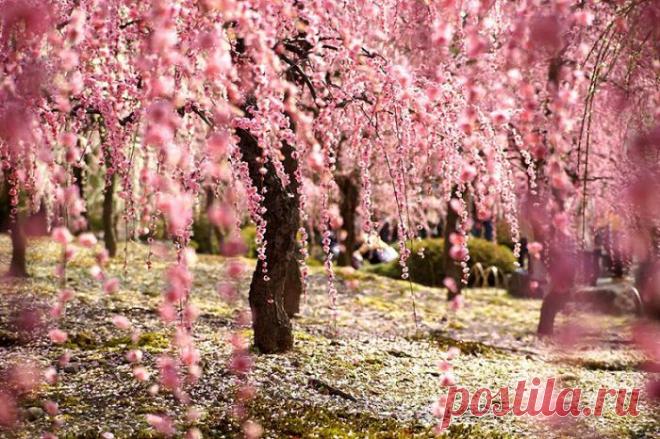Цветение сакуры в Японии: весна идет, весне дорогу | Фотография | Фотография