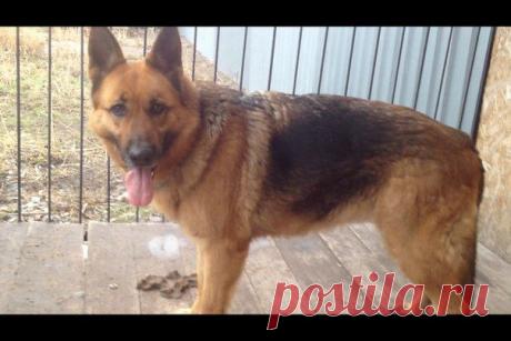 Потерялась собака. Мариуполь пос.Новоселовка .Помогите найти хозяев.