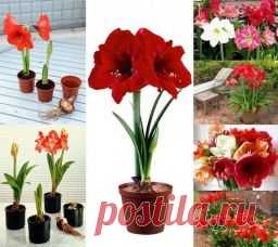 КАК ПРОДЛИТЬ ЦВЕТЕНИЕ ГИППЕАСТРУМА