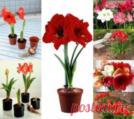 КАК ПРОДЛИТЬ ЦВЕТЕНИЕ ГИППЕАСТРУМА