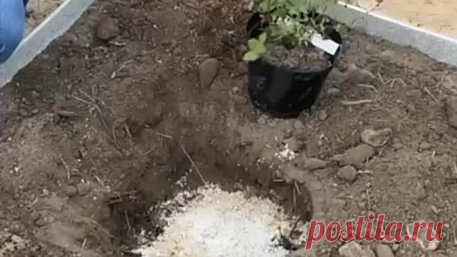 Основные ошибки при выращивании голубики и клюквы