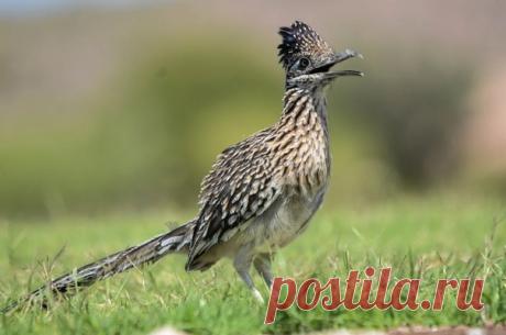 Большая, или калифорнийская, кукушка-подорожник (Geococcyx californianus)