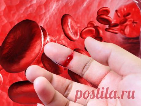 Этапы свертывания крови для ЕГЭ | PortalBio