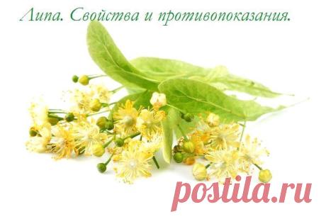 Лекарственные растения | Блог Алёны Кравченко