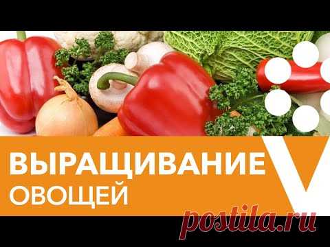 ВЫРАЩИВАНИЕ ОВОЩНЫХ КУЛЬТУР: ОТ А ДО Я! Борьба с вредителями и секреты выращивания овощей!!