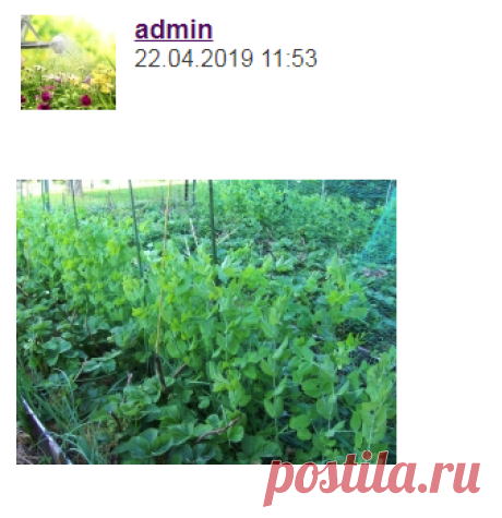 Полное собрание дачных хитростей для садоводов и огородников - Садоводка