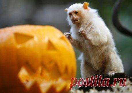 Праздник нечисти в тяжелых, нежных лапах | Давай поговорим