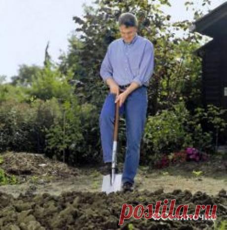 Садовые цветы- на зимовку » Селяночка - портал для фермеров, сельское хозяйство, животноводство, птицеводство, пчеловодство, земледелие, рыбоводство, грибоводство, форум фермеров