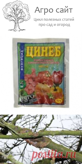 Цинеб фунгицид от грибковых болезней растений