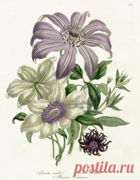 Найдено на сайте panteek.com.