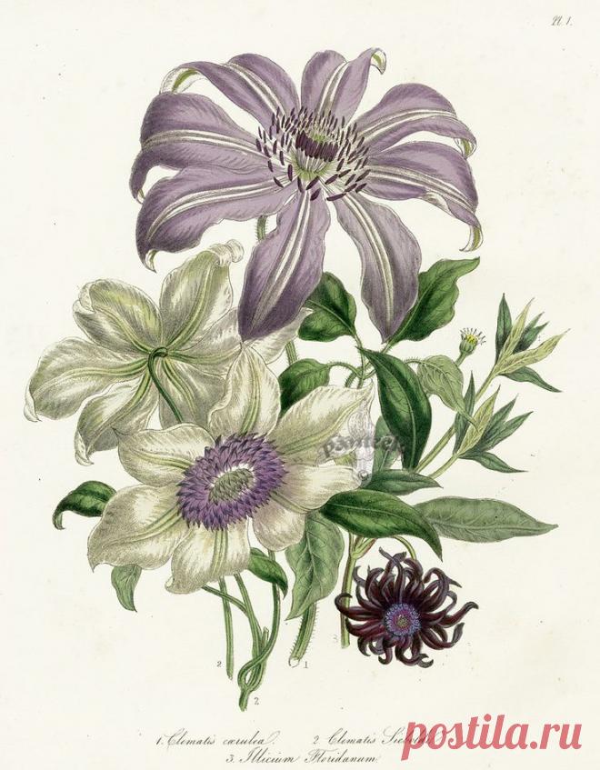 Найдено на сайте panteek.com.