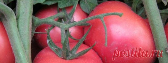 Томат Пинк Буш: описание и характеристика сорта, фото, отзывы тех, кто сажал, особенности выращивания