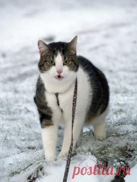 картинки смешные кошки » УлыбнуЛи – Смешные истории, рассказы и приколы из жизни людей