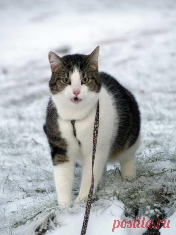 картинки смешные кошки » УлыбнуЛи – Смешные истории, рассказы и приколы из жизни людей