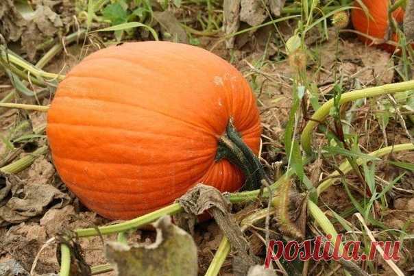 КОГДА УБИРАТЬ ТЫКВУ И КАК УСКОРИТЬ ЕЕ СОЗРЕВАНИЕ 
Как понять, что тыква созрела? 
О полном созревании овоща свидетельствуют несколько признаков. 

1. Плотная кора. При надавливании на кожуру на ней не должны оставаться вмятины. Только мускатная тыква может слегка прогнуться, поскольку кора у нее более тонкая.
Показать полностью…