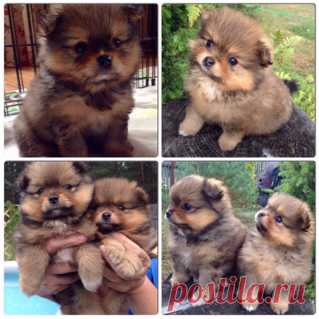 У нас пополнение - три веселых шпица. Обожаю этих шалунов, они такие умненькие и милые. Детки ждут своих новых родителей.