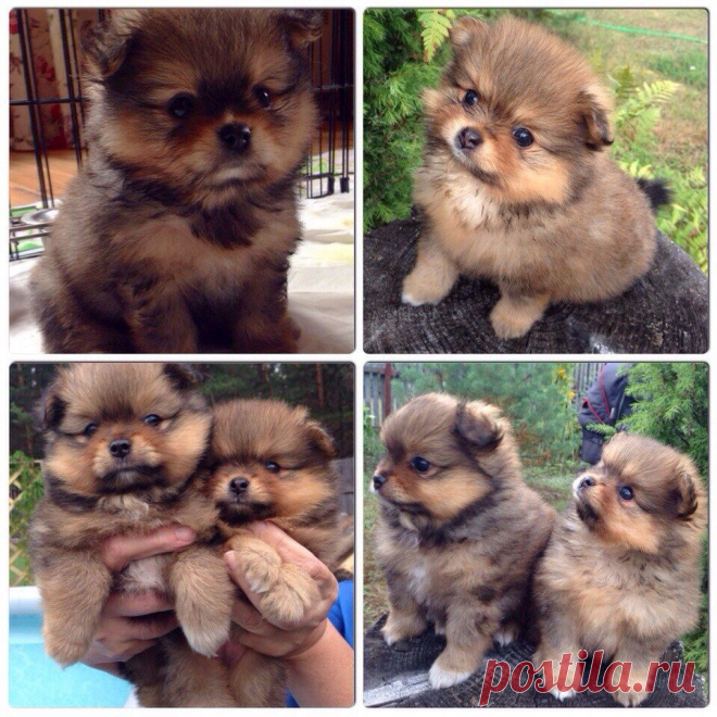 У нас пополнение - три веселых шпица. Обожаю этих шалунов, они такие умненькие и милые. Детки ждут своих новых родителей.