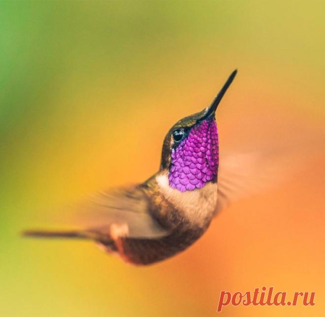 Самые красивые колибри