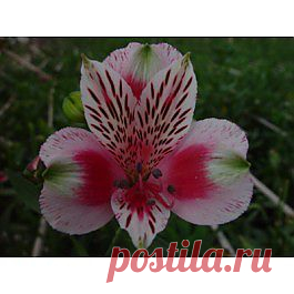 Circus - Альстрёмерия - Цветы тропические