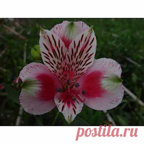 Circus - Альстрёмерия - Цветы тропические