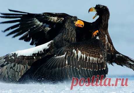 орлан против беркута
