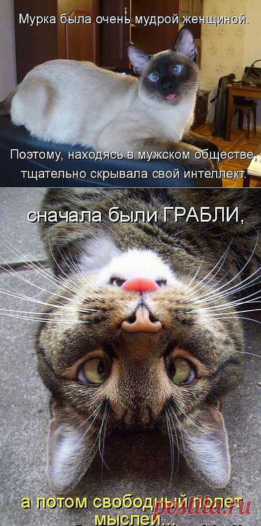 Умные фразы....