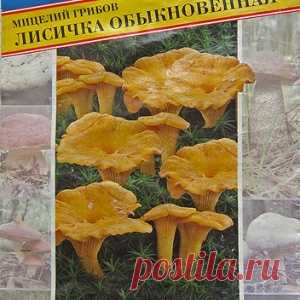 Как я сеяла лисички