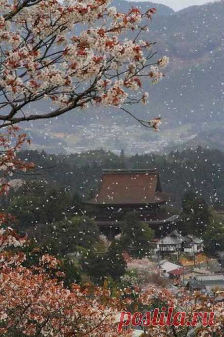 sakura, Nara, Japan | Pinterest • Всемирный каталог идей