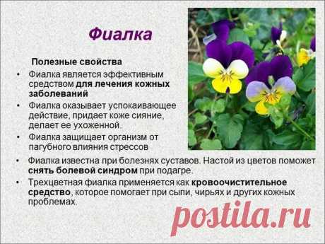 Фиалка - полезные свойства