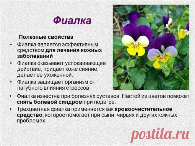Фиалка - полезные свойства
