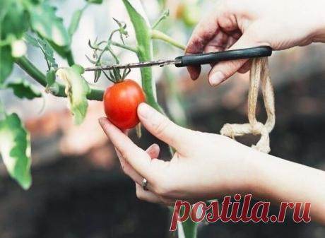 Раз обрезал - в три раза больше собрал!