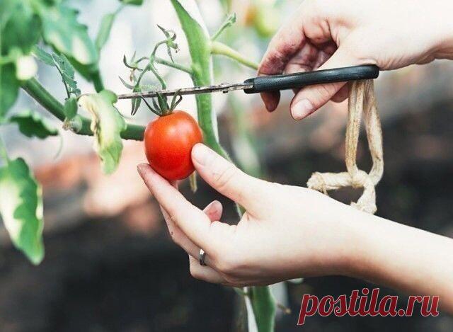 Раз обрезал - в три раза больше собрал!